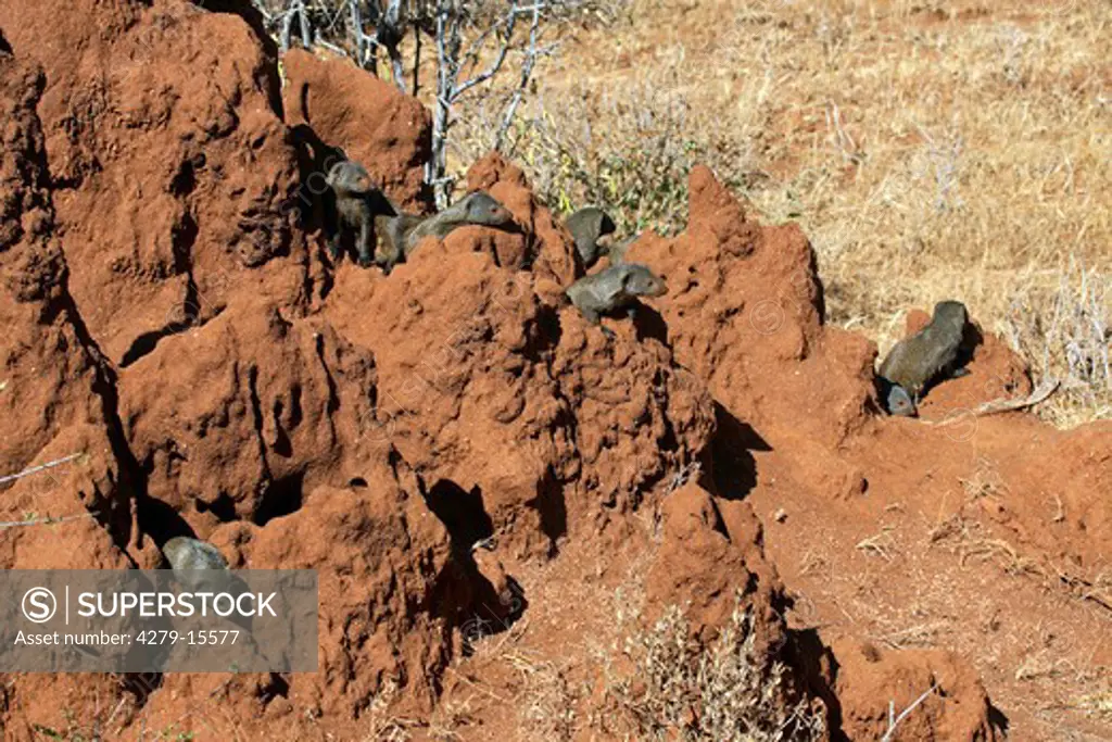 dwarf mongooses at termite hill, Helogale undulata