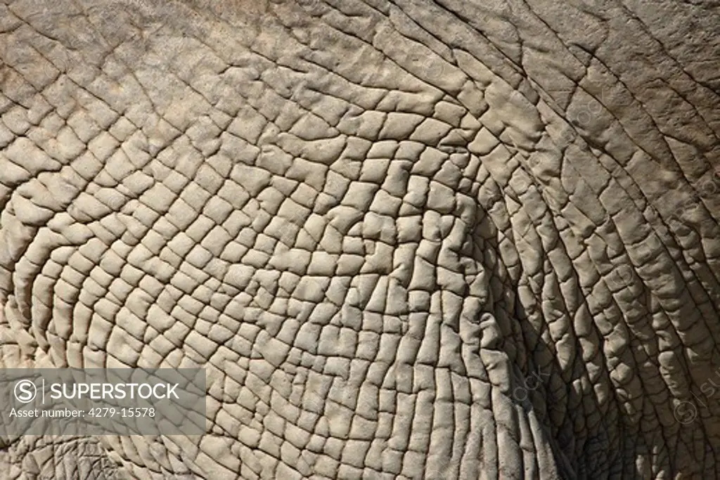 African elephant - skin, Loxodonta africana