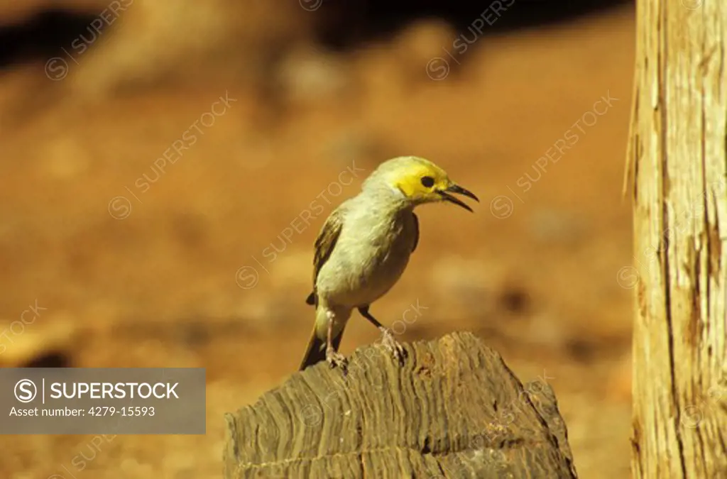 white-plumed honeyeater, Lichenostomus penicillatus