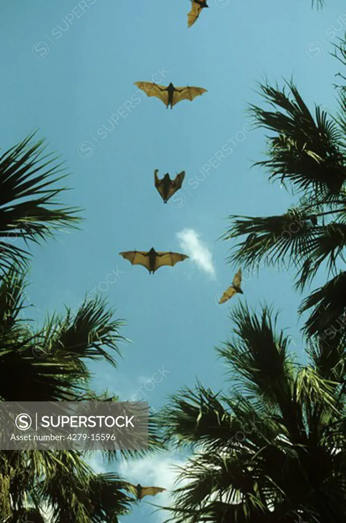 little red flying-foxes, Pteropus scapulatus