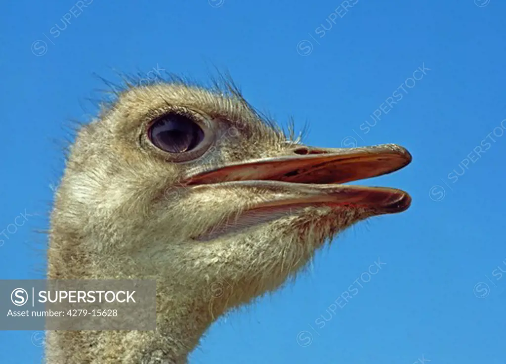 ostrich - portrait, Struthio camelus
