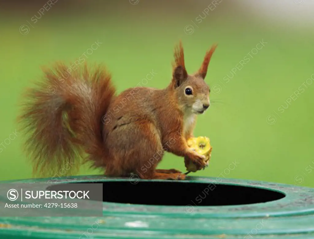 European squirrel with food, Sciurus vulgaris