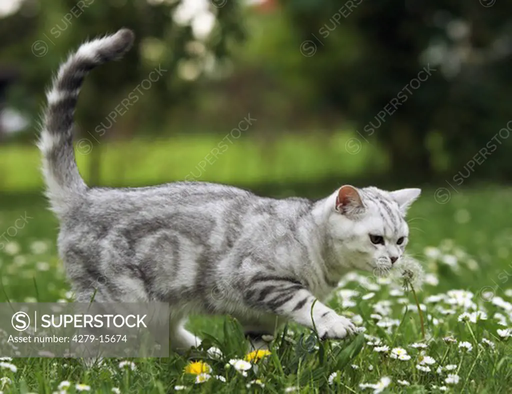 British Shorthair cat - at dandelion