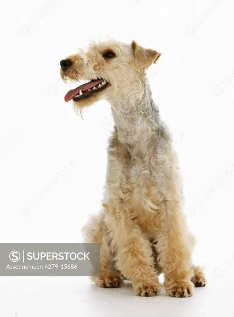 Lakeland Terrier - sitting - cut out