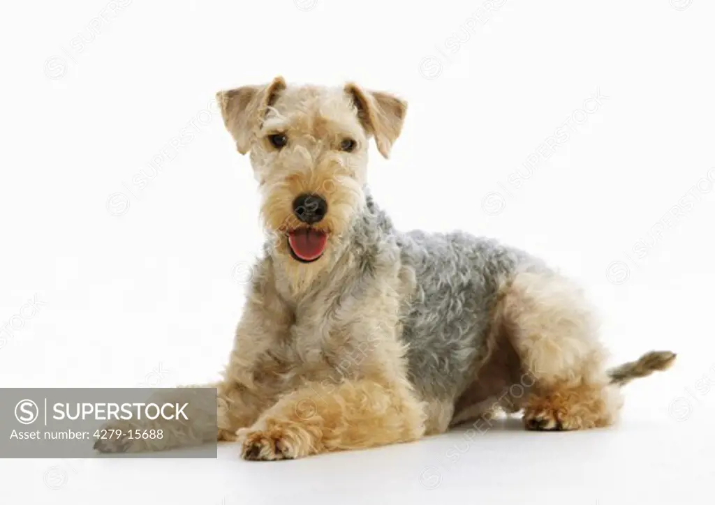 Lakeland Terrier - lying - cut out
