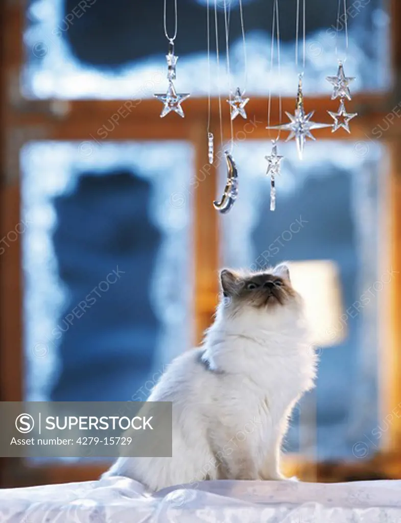 Sacred cat of burma - watching christmas decoration