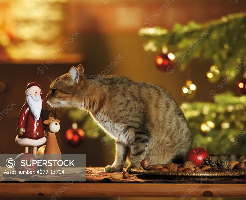 domestic cat - sniffing at christmas decoration