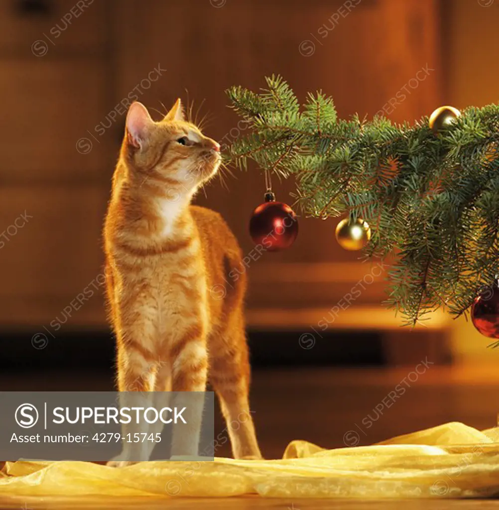 christmas : domestic cat - sniffing at twig