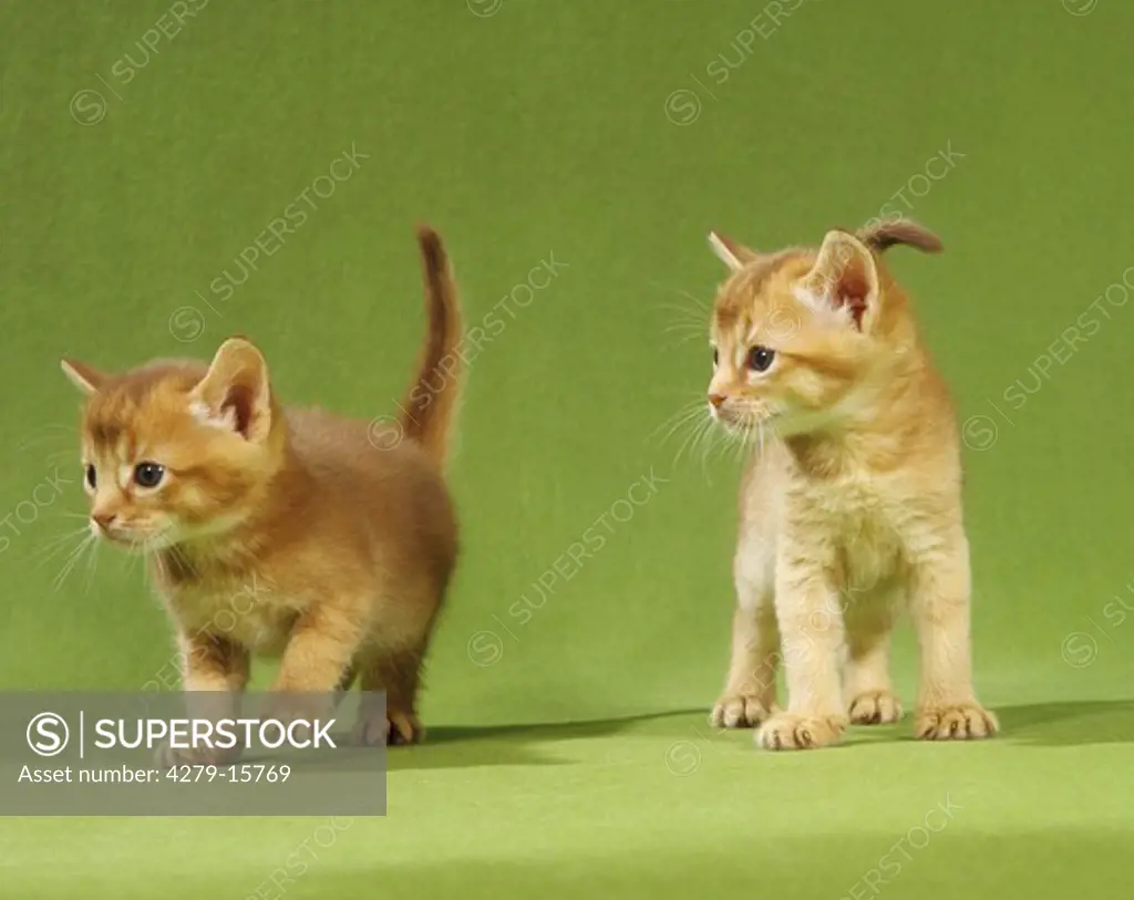 2 young Abyssinian cats - cut out