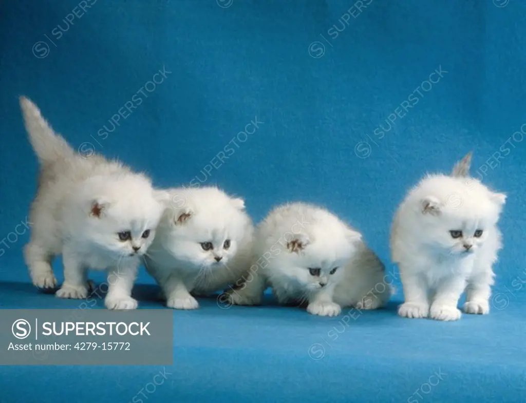 4 young Persian kittens ( silver-shaded ) - cut out