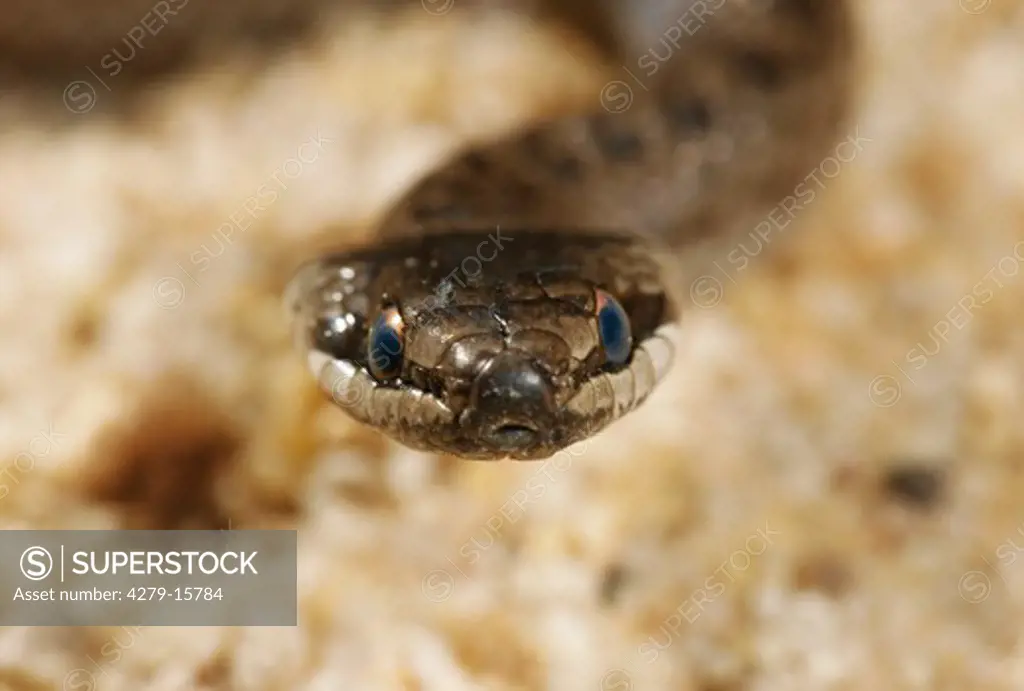 Smooth snake - portrait