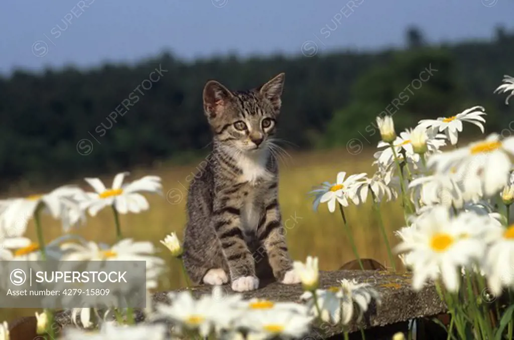 young kitten - between marguerites