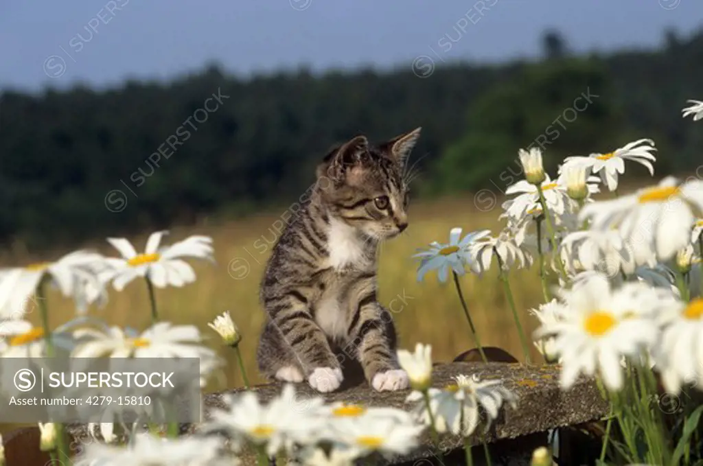 young kitten - between marguerites