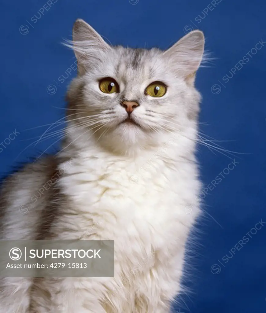 cat - portrait
