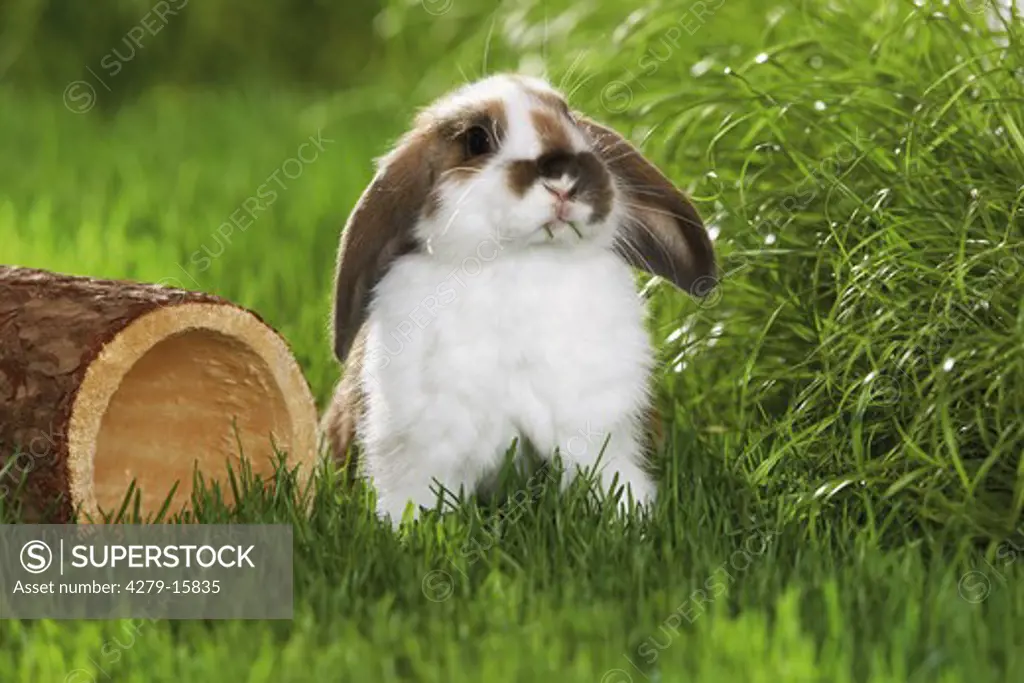 dwarf rabbit on meadow
