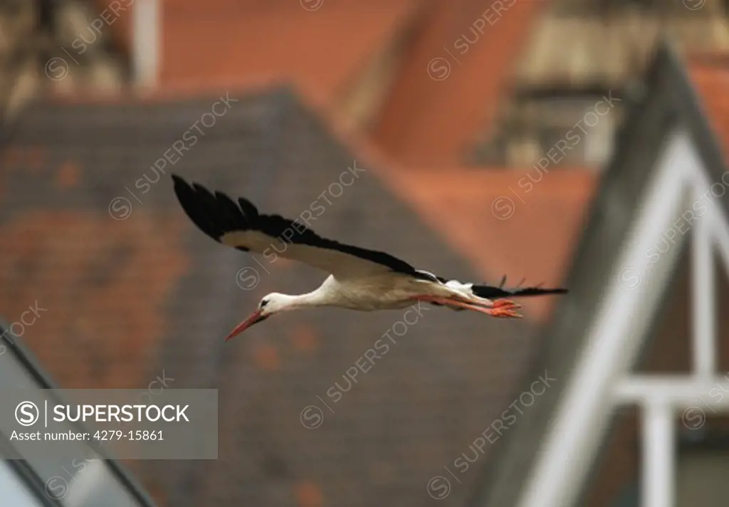white stork flying, Ciconia ciconia