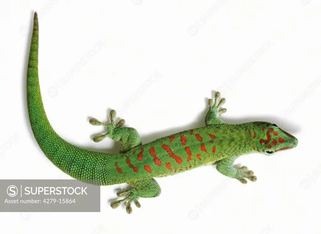 Madagascar giant day gecko, Phelsuma madagascariensis