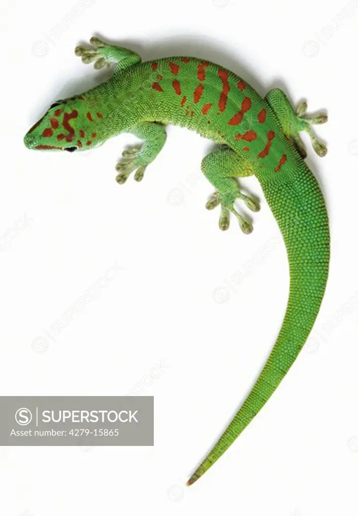 Madagascar giant day gecko, Phelsuma madagascariensis