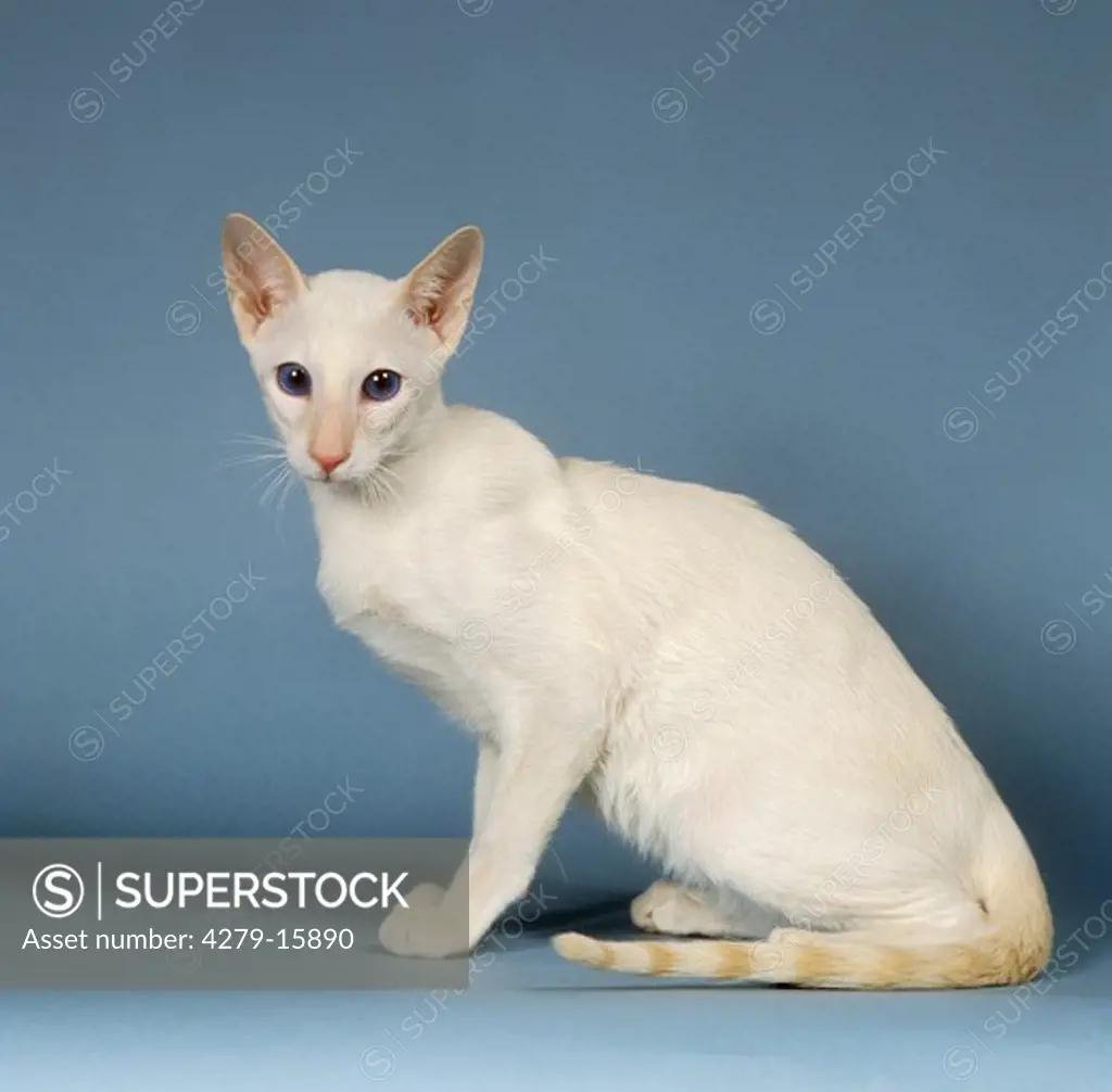 Siamese cat ( redpoint ) - cut out