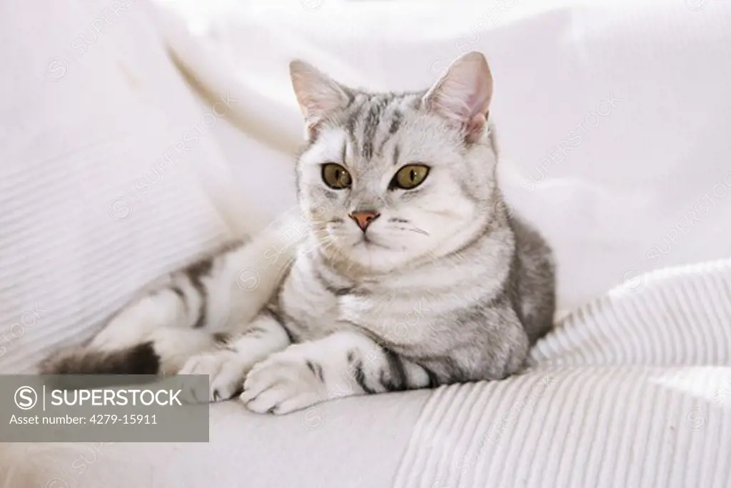 British Shorthair cat - lying on blanket