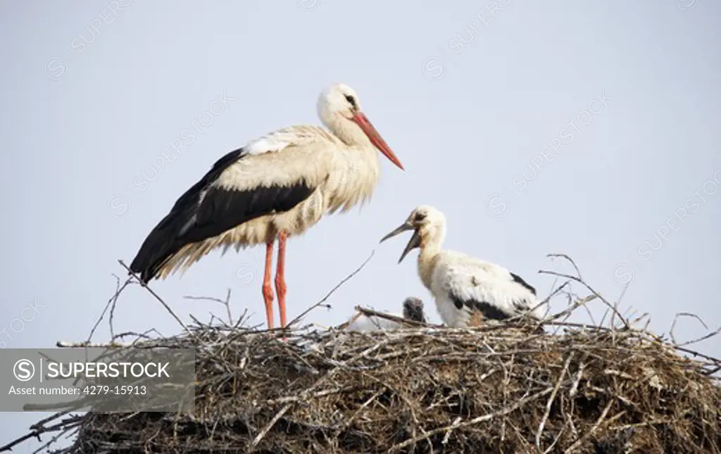 white stork with squabs in nest, Ciconia ciconia