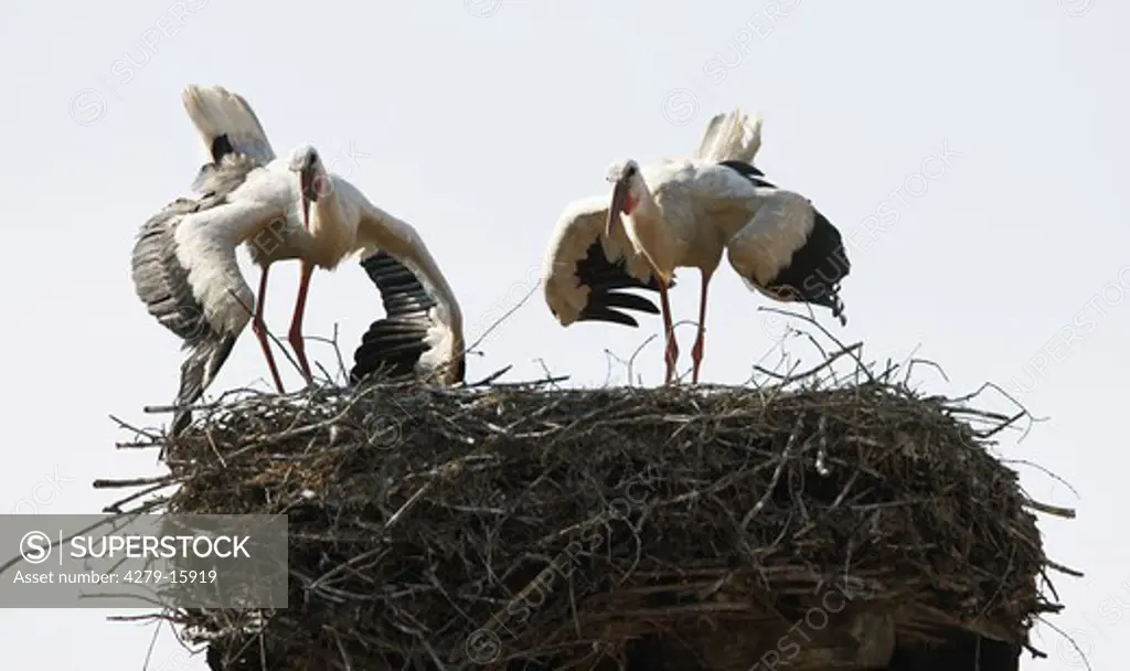 two white storks in nest, Ciconia ciconia