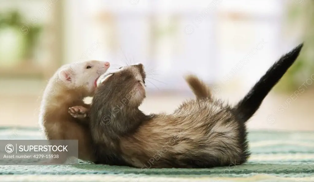 two ferrets - playing