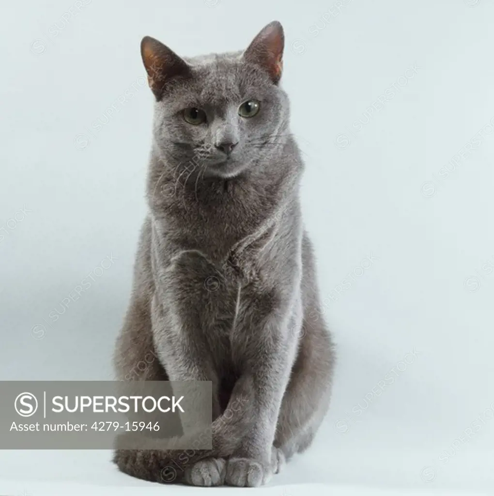 Russian Blue sitting - cut out