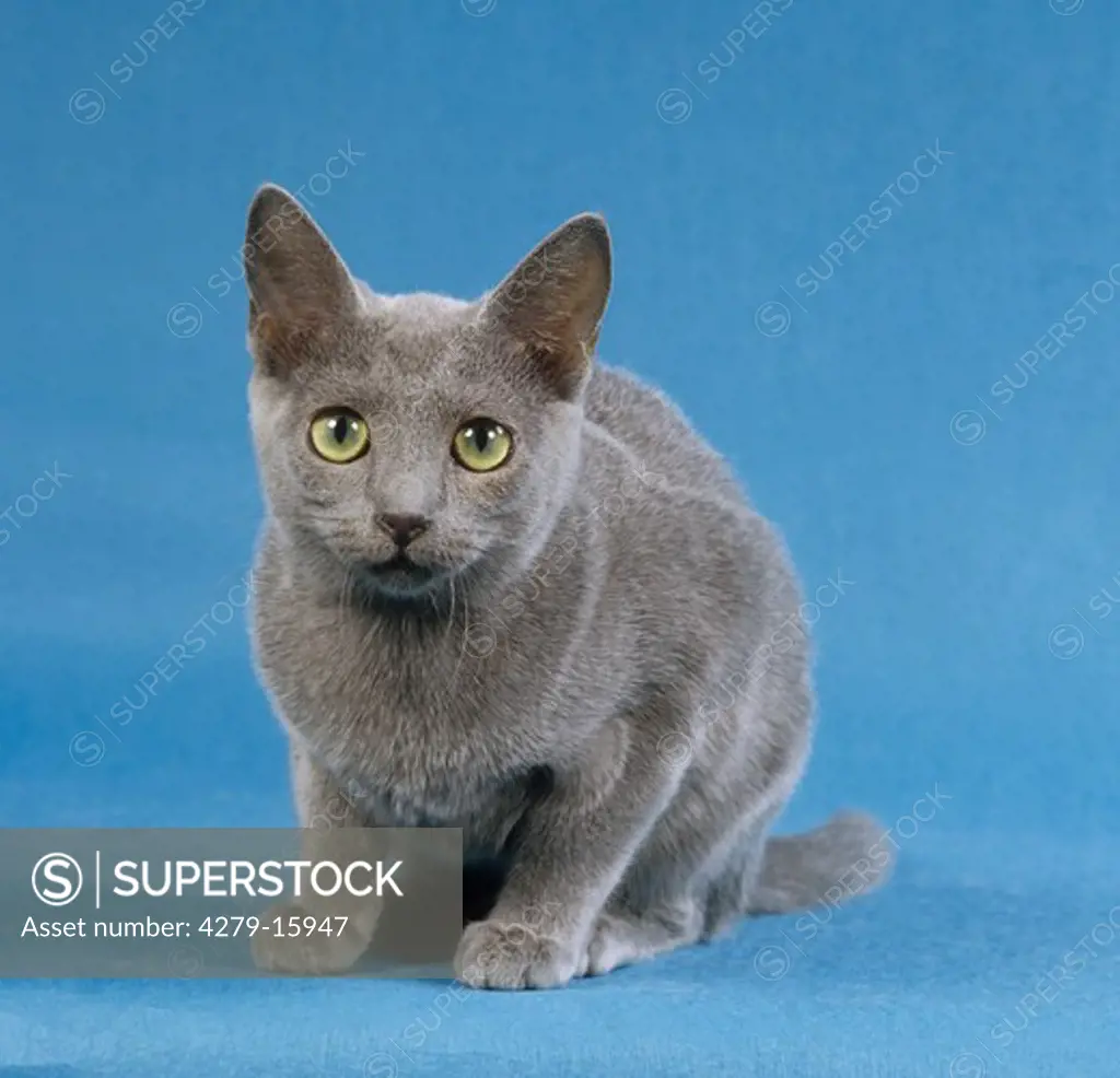 Russian Blue sitting - cut out