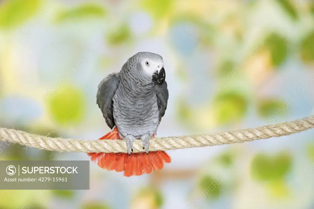 Congo African Grey parrot on rope