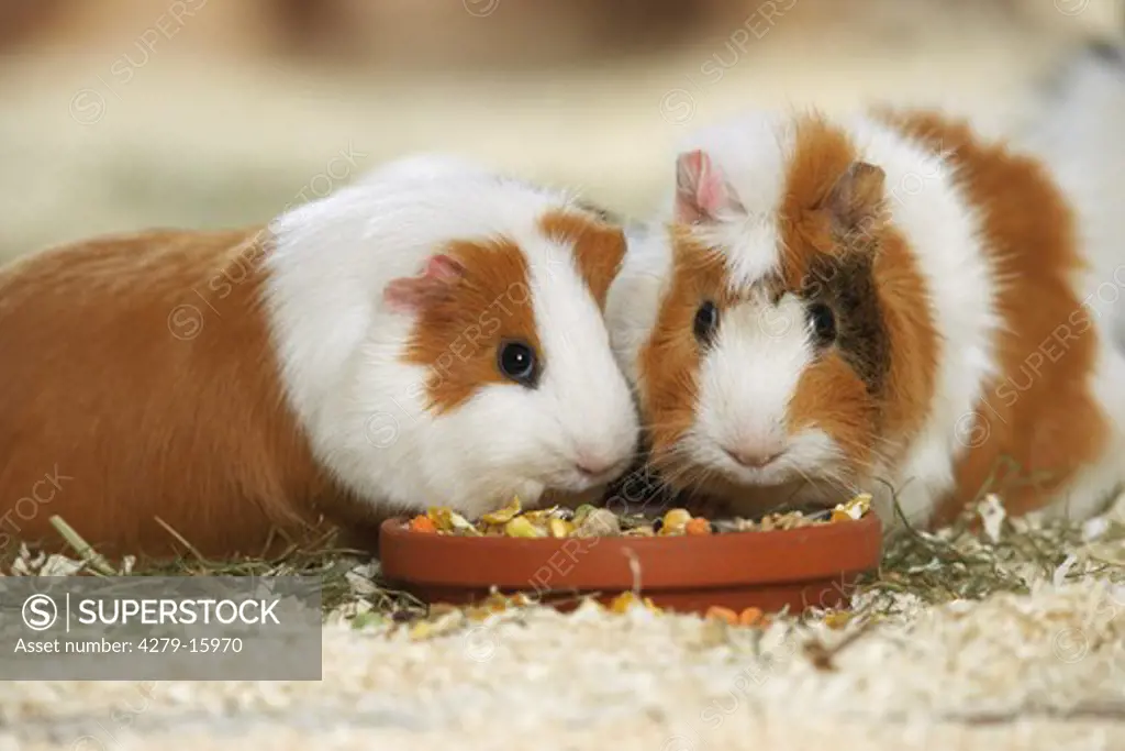 two guinea pigs - munching