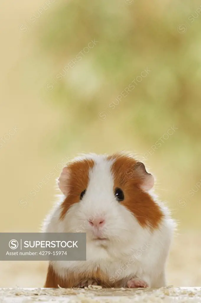 guinea pig - portrait