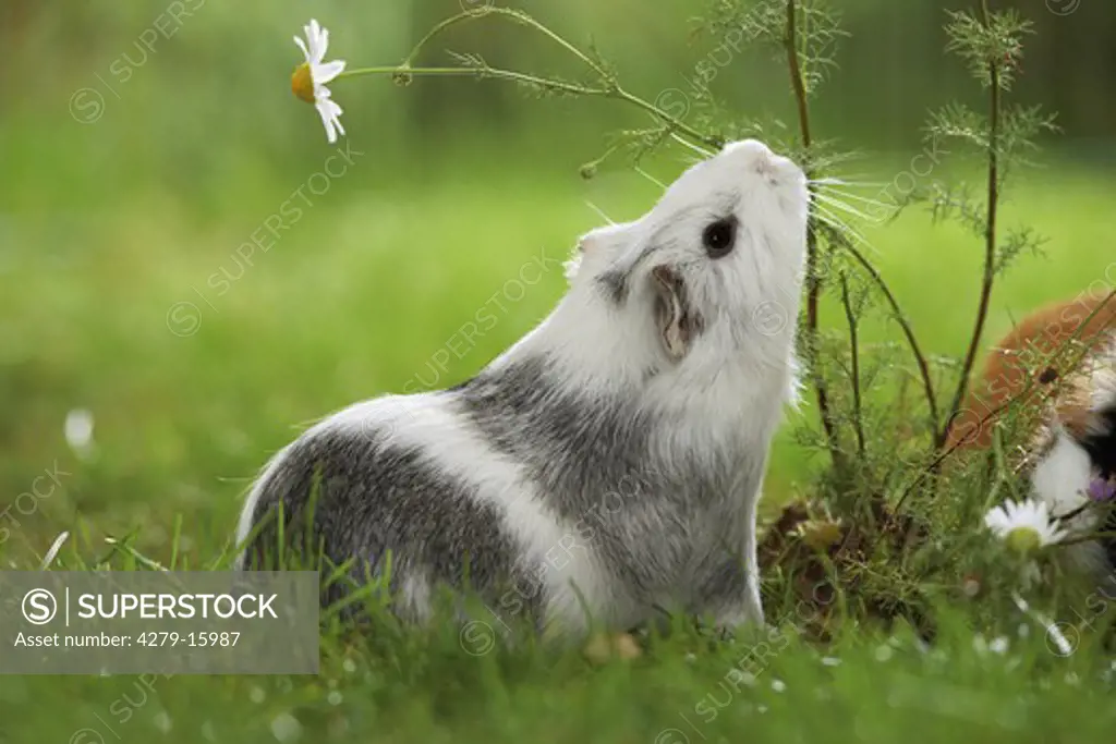 guinea pig at flower