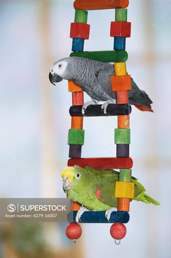 Congo African Grey parrot and Yellow crowned Amazon on ladder