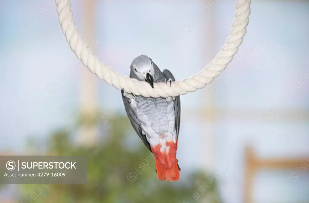 Congo African grey parrot on rope