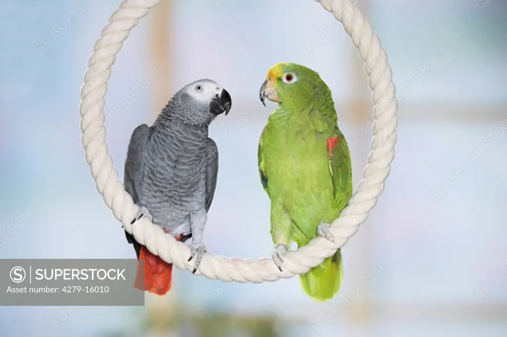 Congo African Grey parrot and Yellow crowned Amazon on rope