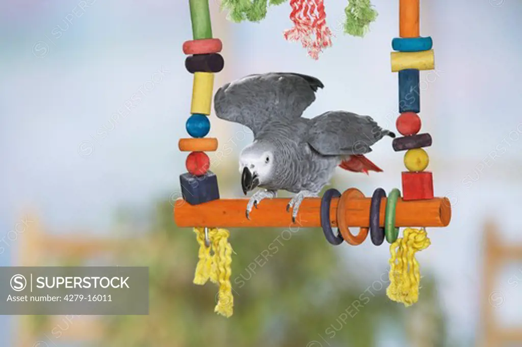 Congo African Grey parrot on ladder