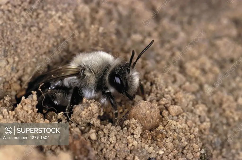 mining bee, burrowing bees, andrenidae