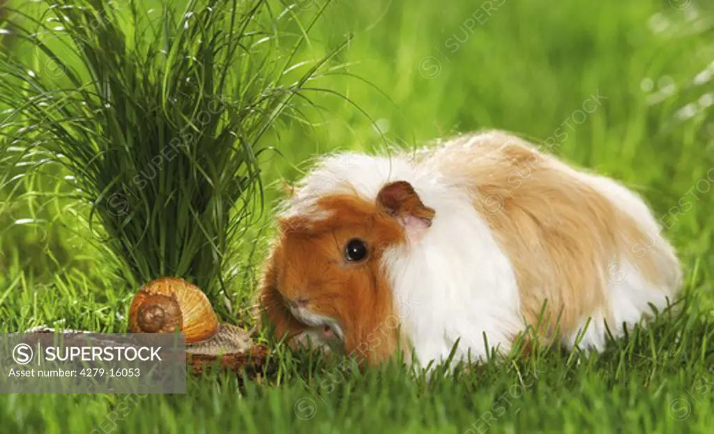 animal friendship : roman snail and guinea pig
