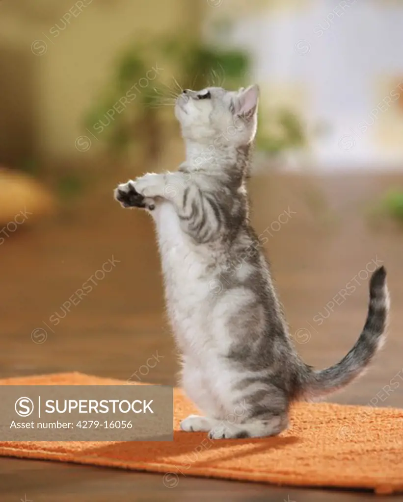 British Shorthair cat - standing on hinpaws