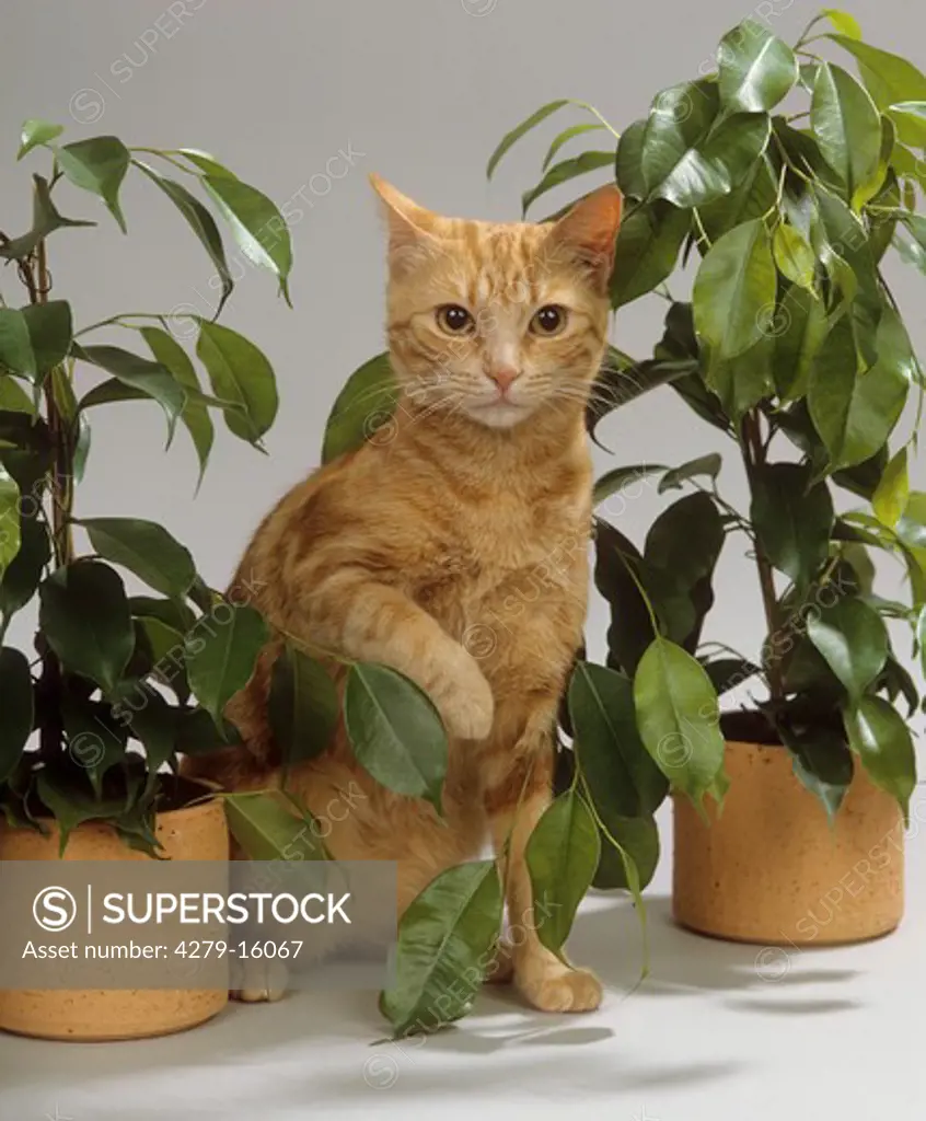 domestic cat between indoor plants