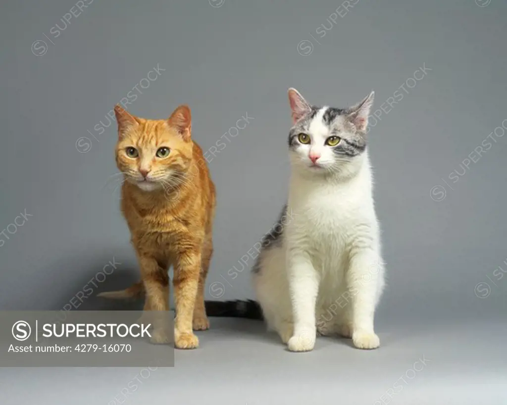 2 domestic cats - cut out