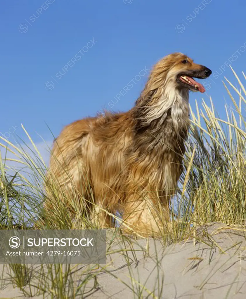 Afghan hound - in dunes
