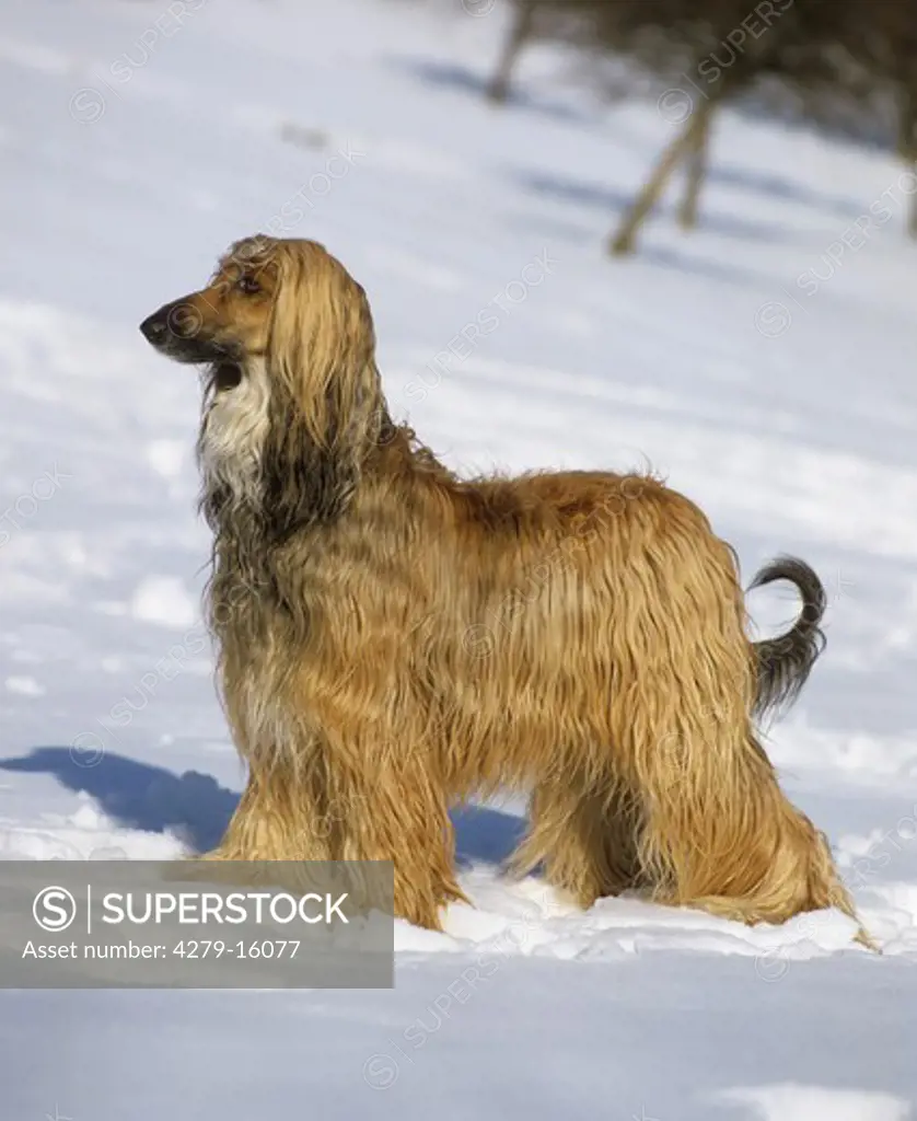 Afghan hound - in snow
