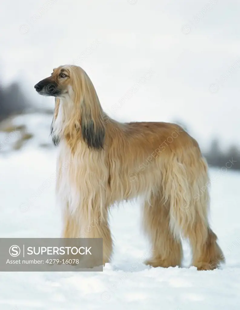 Afghan hound - in snow