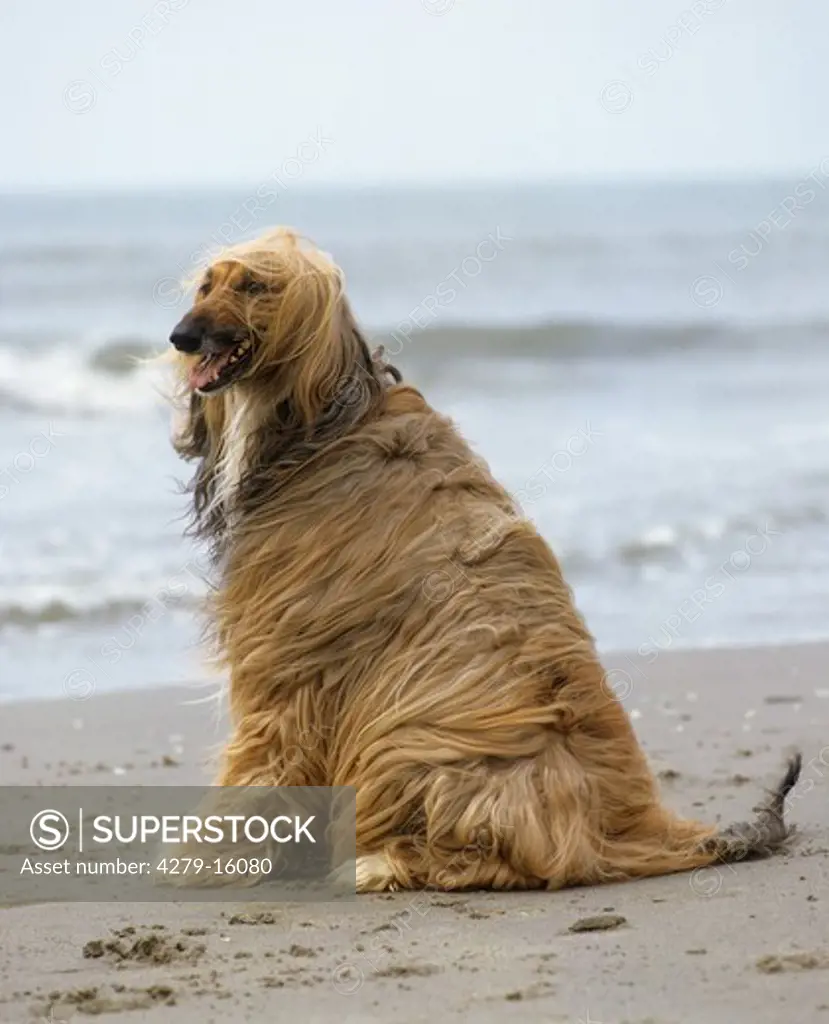 Afghan hound - at the beach