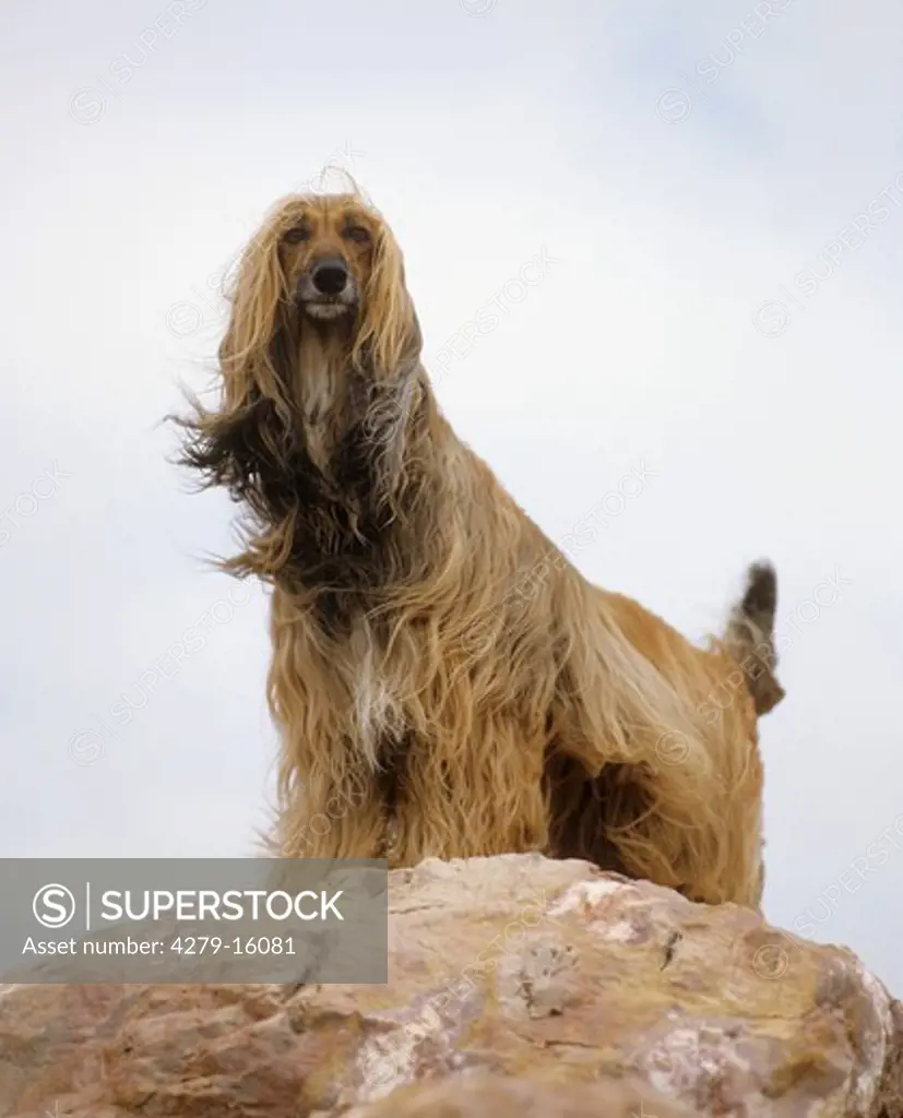Afghan hound - on rock