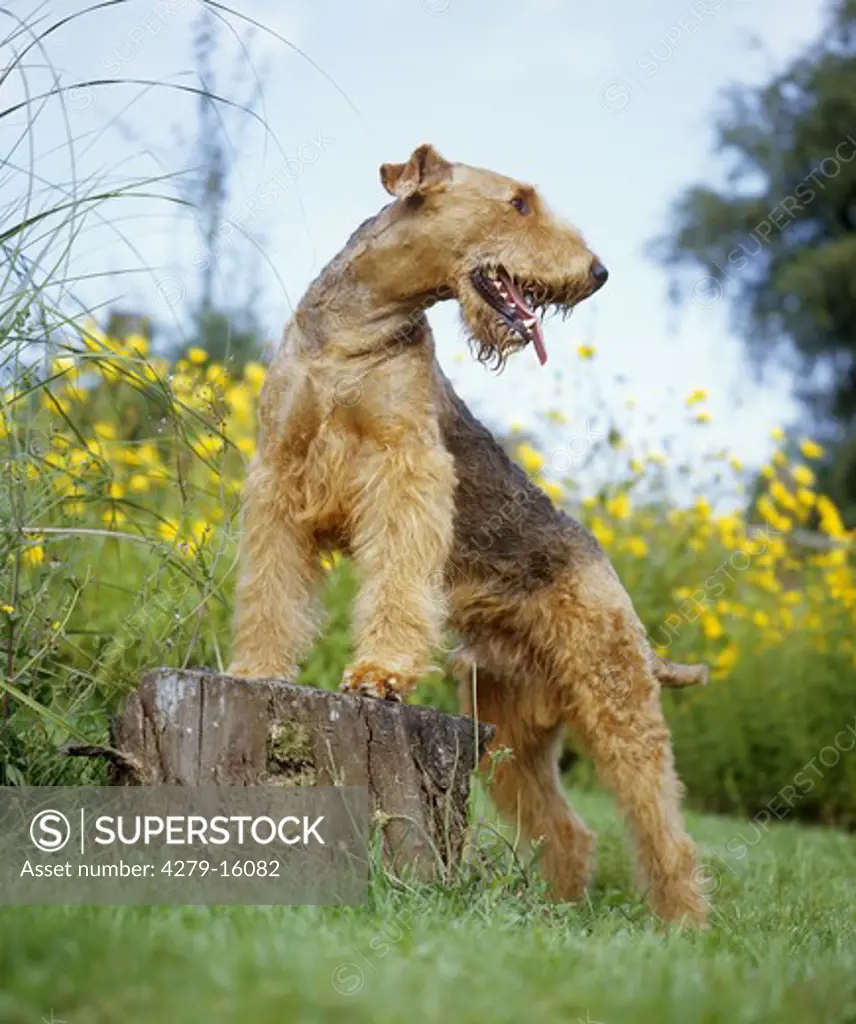 Airedale Terrier - paws on tree trunk