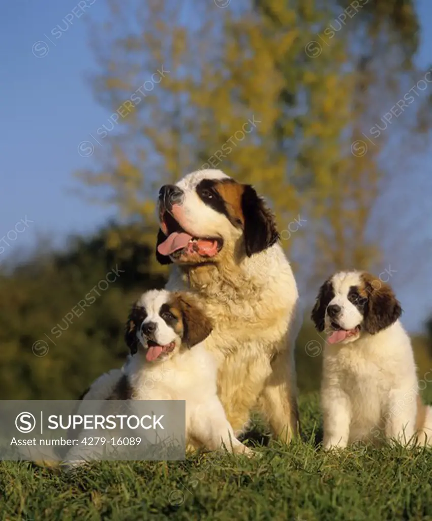 Saint Bernard dog with 2 puppies - on meadow