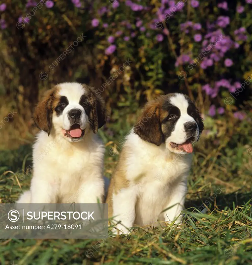 2 Saint Bernard dog puppies - on meadow